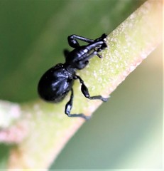 Rhynolaccus formicarius