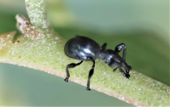 Rhynolaccus formicarius