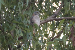 Accipiter fasciatus didimus
