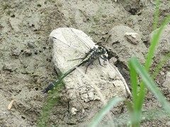 Gomphurus lineatifrons