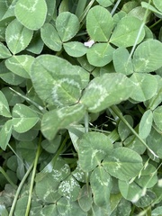 Trifolium repens