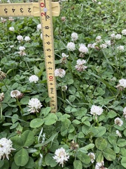 Trifolium repens