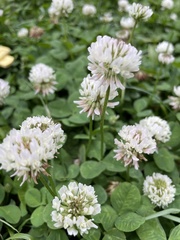 Trifolium repens