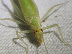 Oecanthus exclamationis