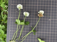 Trifolium repens