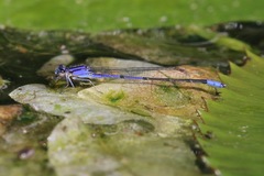 Enallagma semicirculare