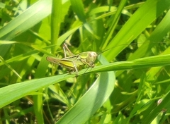 Roeseliana roeselii