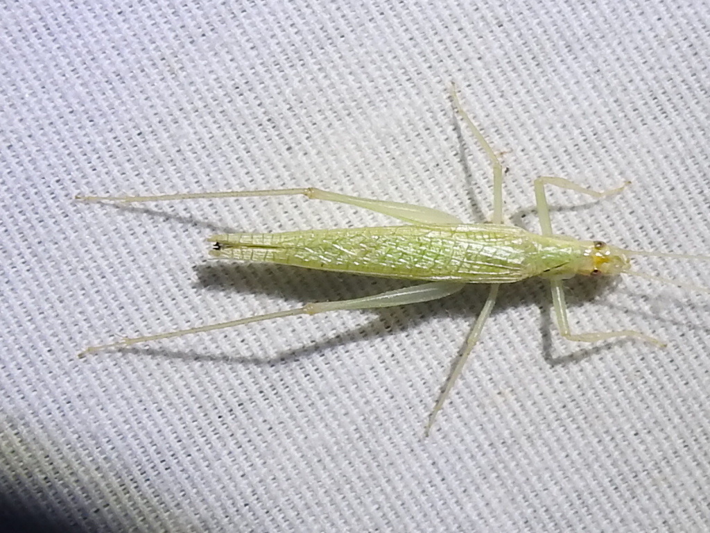 Davis's Tree Cricket