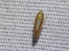 Scaphytopius elegans