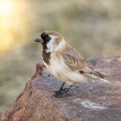Pere David's Snowfinch photo 1