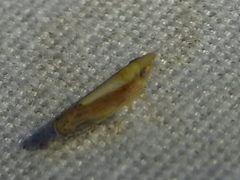 Scaphytopius elegans