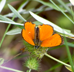 Lycaena ottomanus