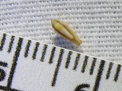 Scaphytopius elegans