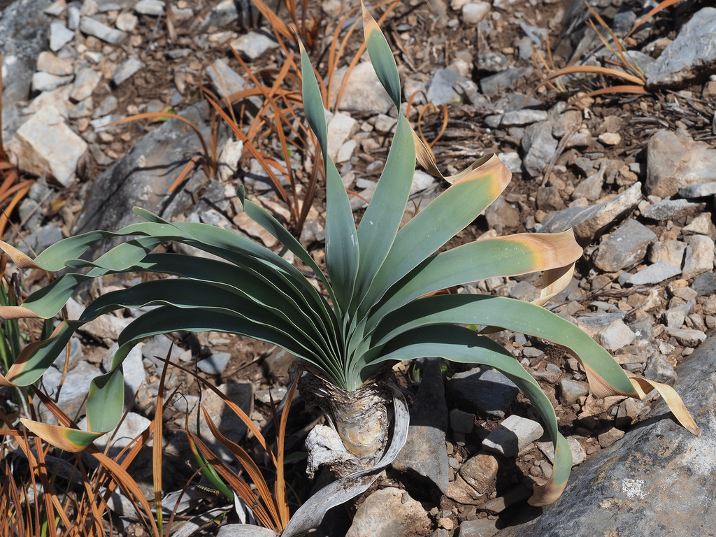 Poisonbulb from Grobbelaars, Oudtshoorn, Eden, Western Cape, South