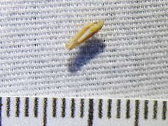 Scaphytopius elegans