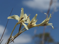 Gladiolus leptosiphon