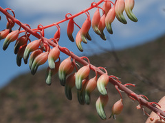 Gasteria brachyphylla