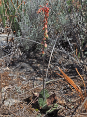 Gasteria brachyphylla