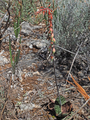 Gasteria brachyphylla