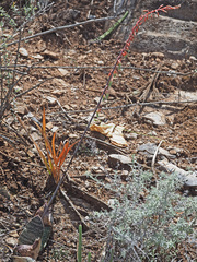 Gasteria brachyphylla