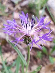 Centaurea triumfettii