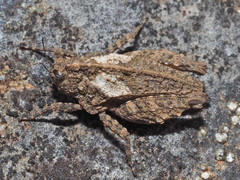 Tettiella