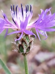 Centaurea triumfettii