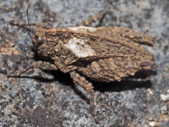 Tettiella