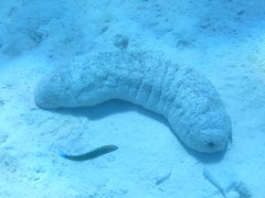 Holothuria fuscopunctata