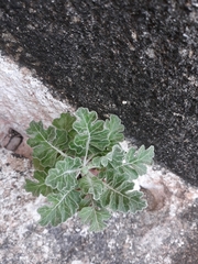 Hyoscyamus albus