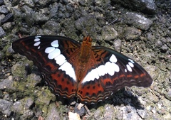 Moduza procris milonia