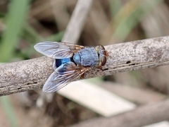 Calliphora dubia