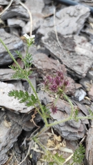 Daucus muricatus