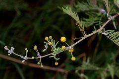 Vachellia nilotica subsp. kraussiana image