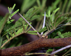 Vachellia nilotica subsp. kraussiana image