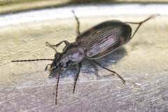 Bembidion dentellum