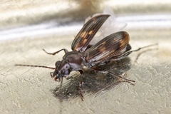 Bembidion dentellum