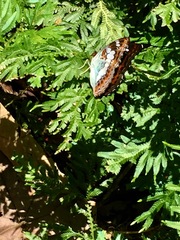 Moduza procris milonia