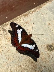 Moduza procris milonia