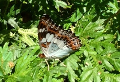 Moduza procris milonia