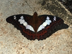 Moduza procris milonia