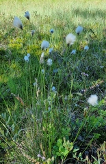 Eriophorum vaginatum
