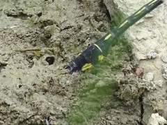 Gomphurus lineatifrons