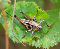 Bucephaloptera bucephala