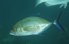 Ferdauia orthogrammus