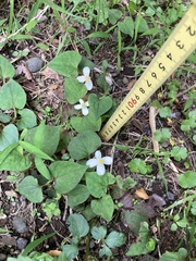 Houttuynia cordata