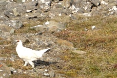 Lagopus muta hyperborea