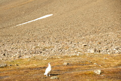 Lagopus muta hyperborea