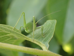 Barbitistes fischeri