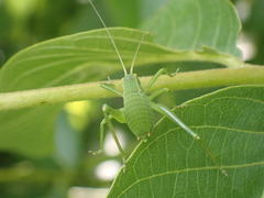 Barbitistes fischeri